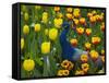 Peacock with Tulips, Keukenhof Gardens, Amsterdam, Netherlands-Keren Su-Framed Stretched Canvas