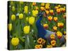 Peacock with Tulips, Keukenhof Gardens, Amsterdam, Netherlands-Keren Su-Stretched Canvas