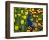 Peacock with Tulips, Keukenhof Gardens, Amsterdam, Netherlands-Keren Su-Framed Photographic Print