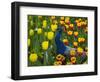 Peacock with Tulips, Keukenhof Gardens, Amsterdam, Netherlands-Keren Su-Framed Photographic Print