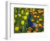 Peacock with Tulips, Keukenhof Gardens, Amsterdam, Netherlands-Keren Su-Framed Photographic Print