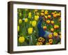 Peacock with Tulips, Keukenhof Gardens, Amsterdam, Netherlands-Keren Su-Framed Photographic Print