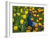 Peacock with Tulips, Keukenhof Gardens, Amsterdam, Netherlands-Keren Su-Framed Photographic Print