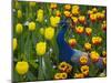 Peacock with Tulips, Keukenhof Gardens, Amsterdam, Netherlands-Keren Su-Mounted Photographic Print