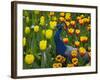 Peacock with Tulips, Keukenhof Gardens, Amsterdam, Netherlands-Keren Su-Framed Photographic Print