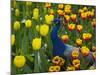 Peacock with Tulips, Keukenhof Gardens, Amsterdam, Netherlands-Keren Su-Mounted Photographic Print