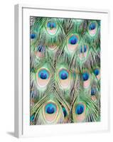 Peacock-Ella Lancaster-Framed Giclee Print