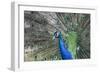 Peacock-Lamarinx-Framed Premium Photographic Print