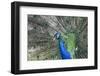 Peacock-Lamarinx-Framed Photographic Print