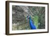 Peacock-Lamarinx-Framed Photographic Print