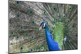 Peacock-Lamarinx-Mounted Photographic Print