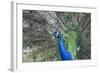 Peacock-Lamarinx-Framed Photographic Print