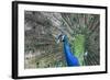 Peacock-Lamarinx-Framed Photographic Print