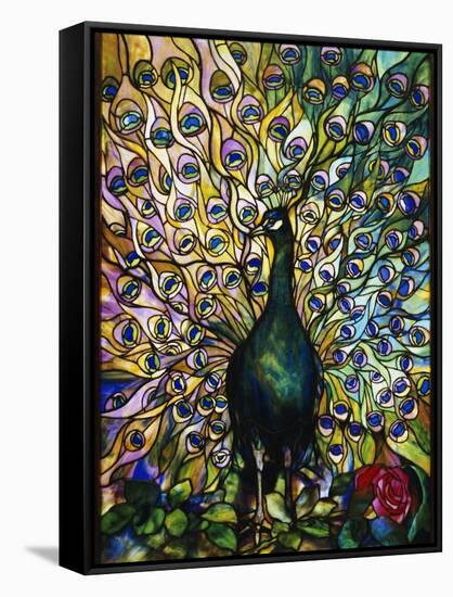 Peacock-American School-Framed Stretched Canvas