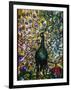 Peacock-American School-Framed Premium Giclee Print