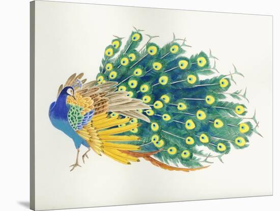 Peacock-Haruyo Morita-Stretched Canvas