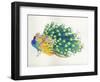 Peacock-Haruyo Morita-Framed Art Print