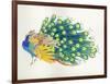 Peacock-Haruyo Morita-Framed Art Print