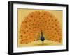 Peacock-null-Framed Giclee Print