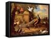 Peacocks and Other Birds by a Lake-Melchior de Hondecoeter-Framed Stretched Canvas