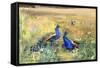 Peacocks in a Field-Mildred Anne Butler-Framed Stretched Canvas