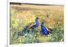 Peacocks in a Field-Mildred Anne Butler-Framed Giclee Print