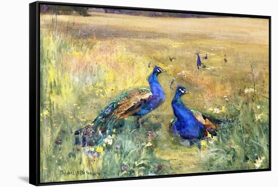 Peacocks in a Field-Mildred Anne Butler-Framed Stretched Canvas
