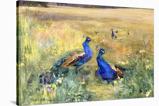 Peacocks in a Field-Mildred Anne Butler-Stretched Canvas