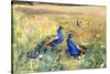 Peacocks in a Field-Mildred Anne Butler-Stretched Canvas