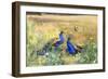 Peacocks in a Field-Mildred Anne Butler-Framed Giclee Print