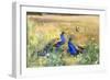 Peacocks in a Field-Mildred Anne Butler-Framed Giclee Print