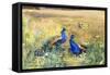 Peacocks in a Field-Mildred Anne Butler-Framed Stretched Canvas