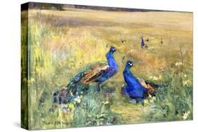 Peacocks in a Field-Mildred Anne Butler-Stretched Canvas