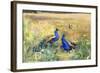 Peacocks in a Field-Mildred Anne Butler-Framed Giclee Print