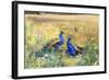 Peacocks in a Field-Mildred Anne Butler-Framed Giclee Print