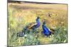 Peacocks in a Field-Mildred Anne Butler-Mounted Giclee Print