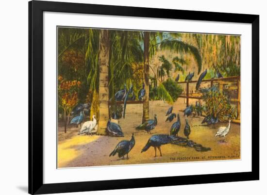 Peacocks, St. Petersburg, Florida-null-Framed Premium Giclee Print