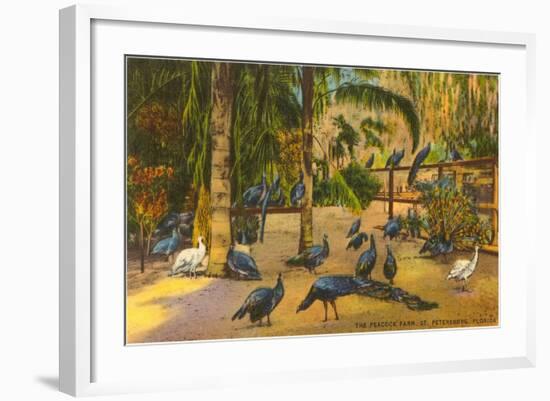 Peacocks, St. Petersburg, Florida-null-Framed Art Print