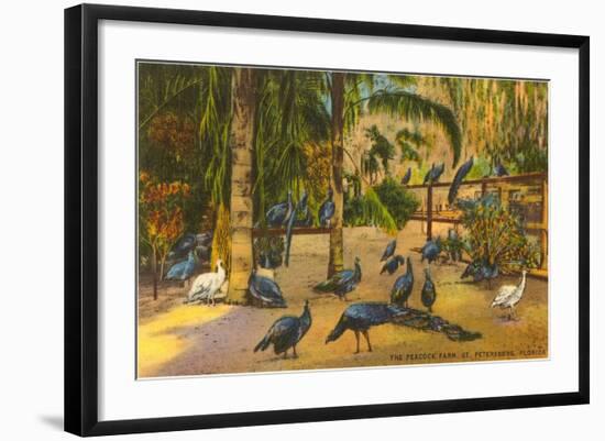 Peacocks, St. Petersburg, Florida-null-Framed Art Print