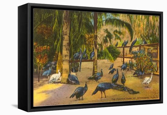 Peacocks, St. Petersburg, Florida-null-Framed Stretched Canvas