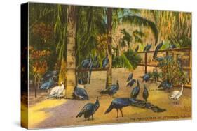 Peacocks, St. Petersburg, Florida-null-Stretched Canvas