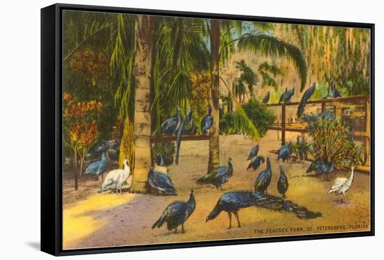 Peacocks, St. Petersburg, Florida-null-Framed Stretched Canvas