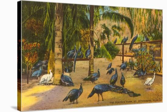 Peacocks, St. Petersburg, Florida-null-Stretched Canvas