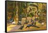 Peacocks, St. Petersburg, Florida-null-Framed Stretched Canvas