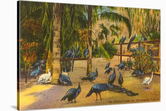 Peacocks, St. Petersburg, Florida-null-Stretched Canvas