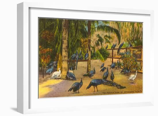 Peacocks, St. Petersburg, Florida-null-Framed Art Print