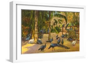 Peacocks, St. Petersburg, Florida-null-Framed Art Print