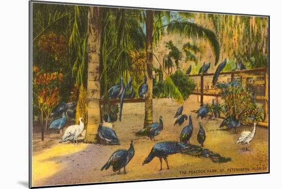 Peacocks, St. Petersburg, Florida-null-Mounted Art Print