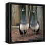 Peacocks-Carol Highsmith-Framed Stretched Canvas