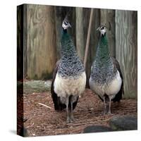 Peacocks-Carol Highsmith-Stretched Canvas